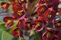 Euphorbia atropurpurea Brouss. ex Willd. resmi