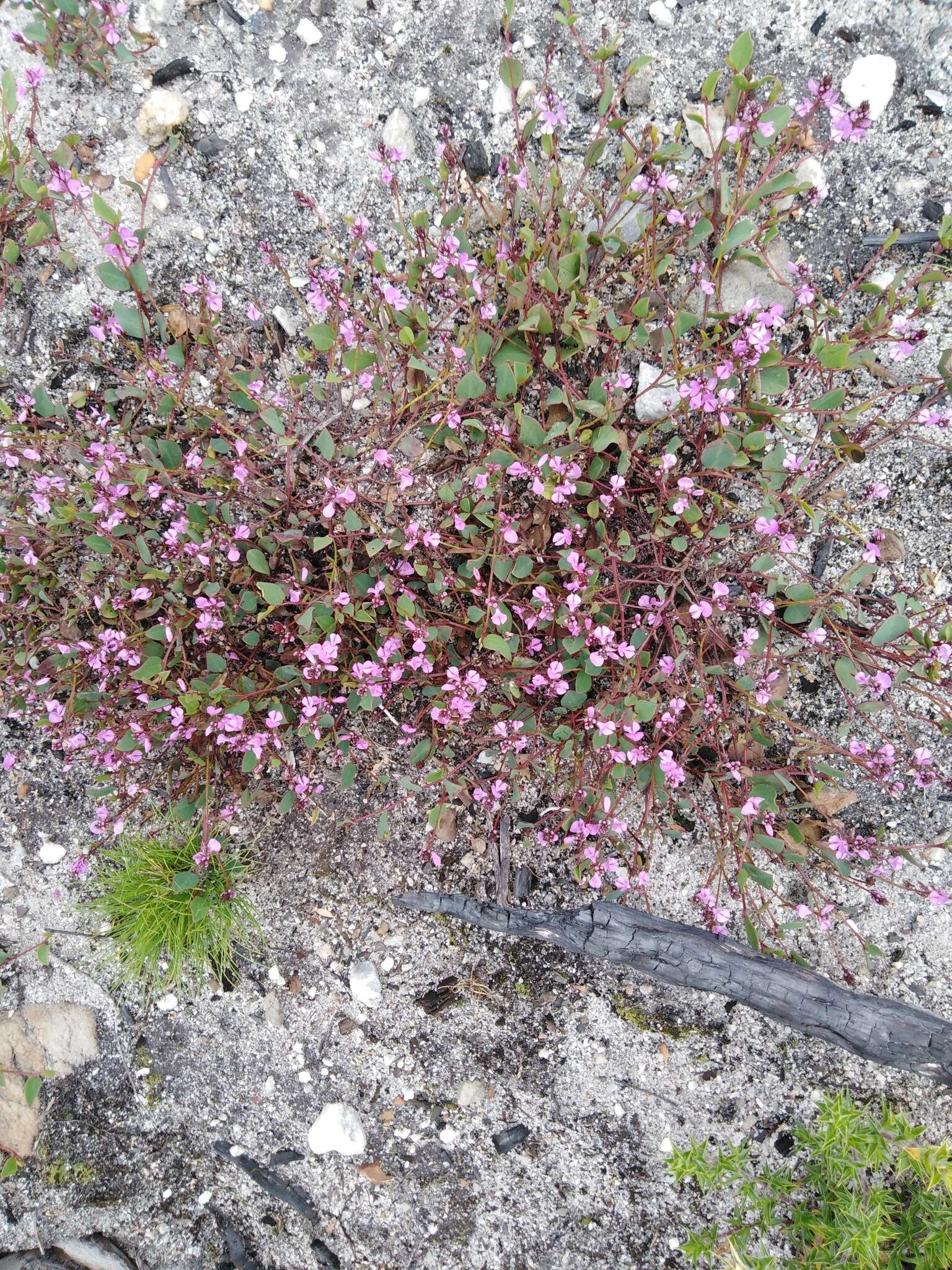 Indigofera ovata Thunb.的圖片