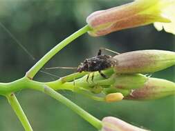 Image of Australian Crop Mirid