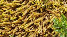 Image of Golden Tundra-moss