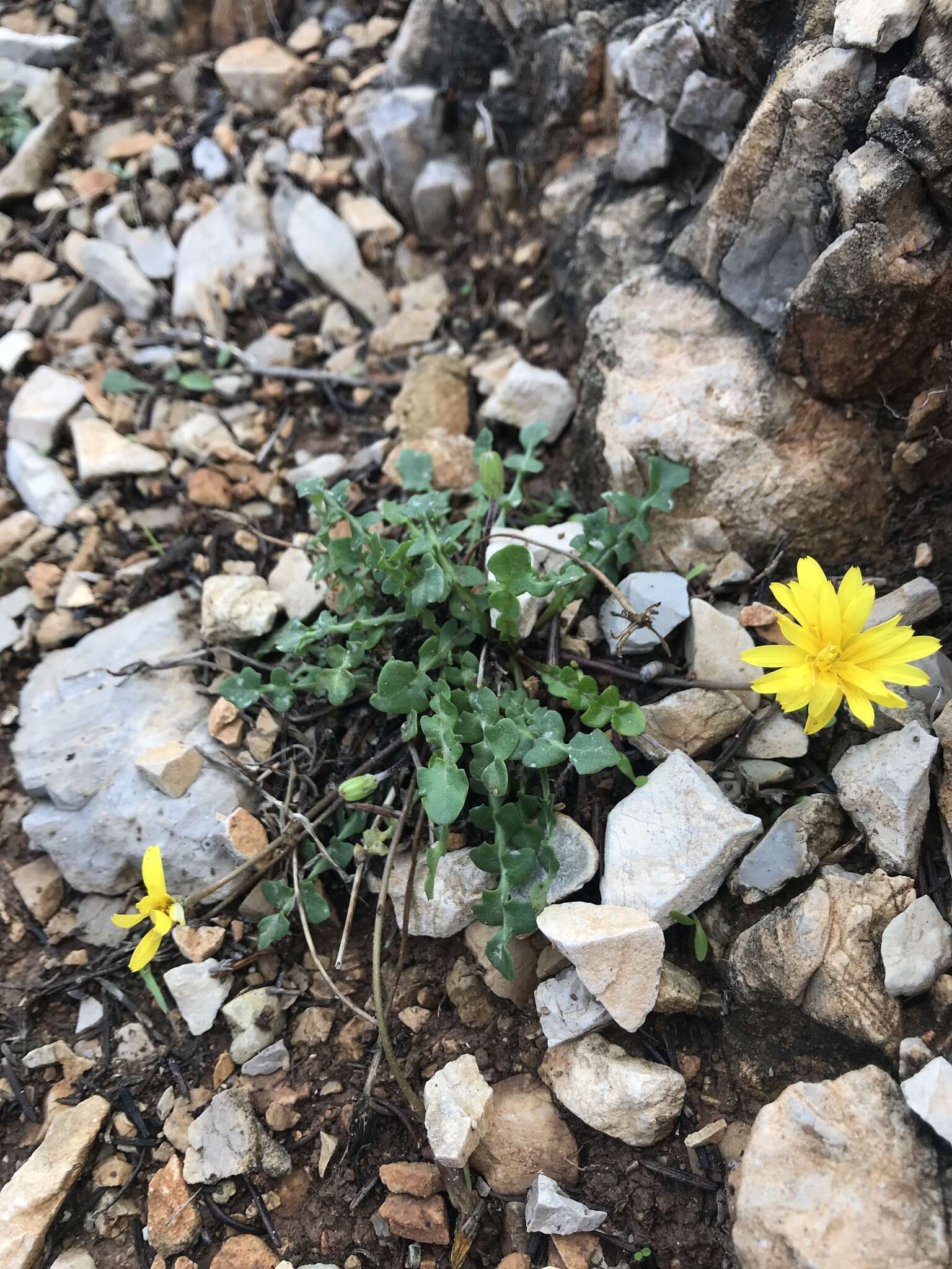 Image of Hyoseris lucida L.