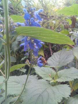 Image of Salvia polystachia Cav.