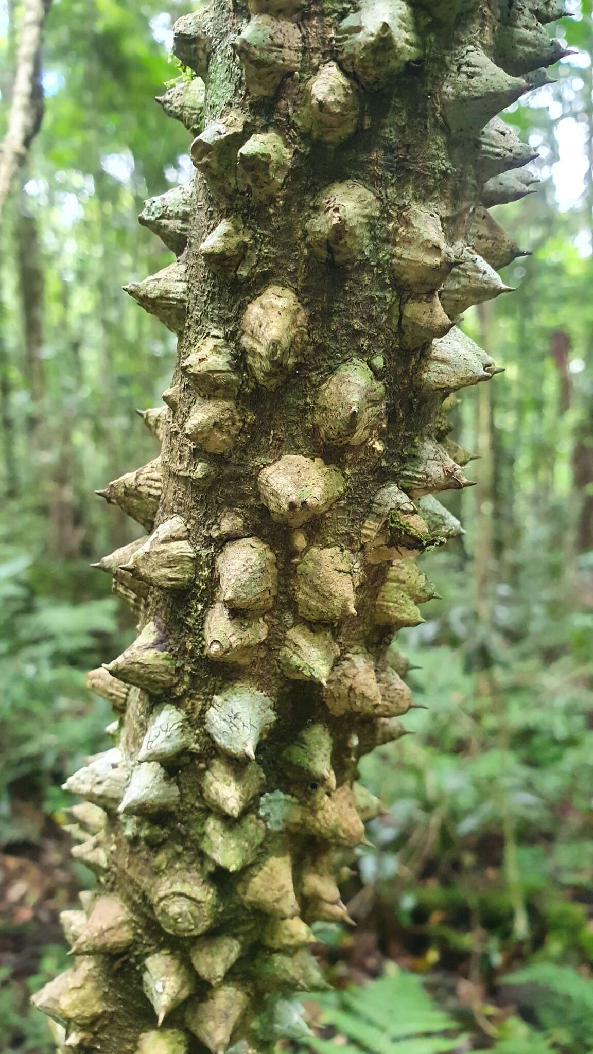 Image of Zanthoxylum brachyacanthum F. Müll.