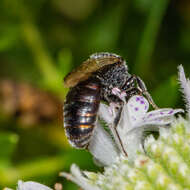 Image of Sphecodes dichrous Smith 1853