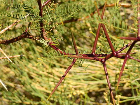 صورة Prosopis flexuosa var. depressa F. A. Roig