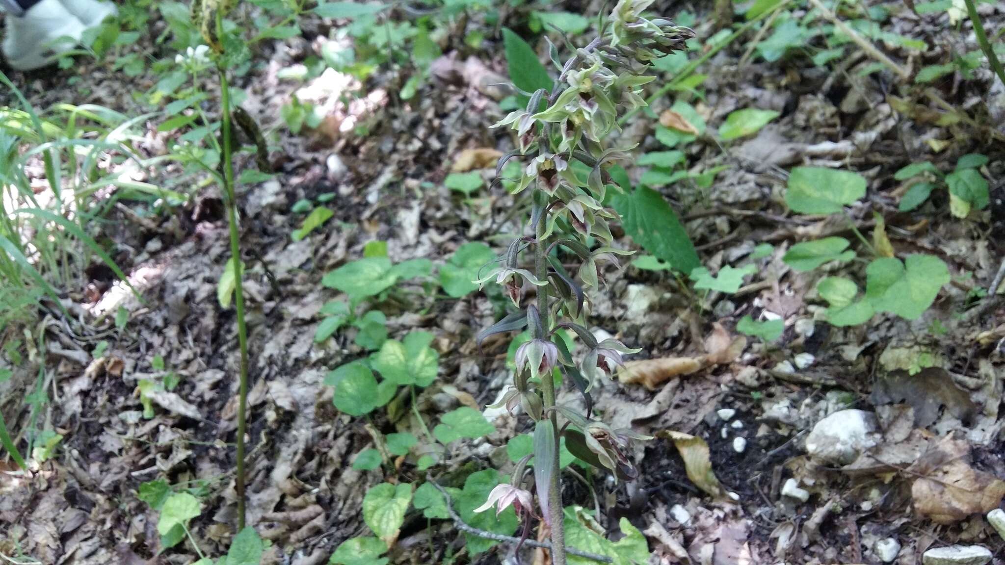 Image of Epipactis condensata Boiss. ex D. P. Young