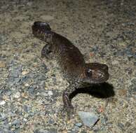 Image of Great Crested Newt