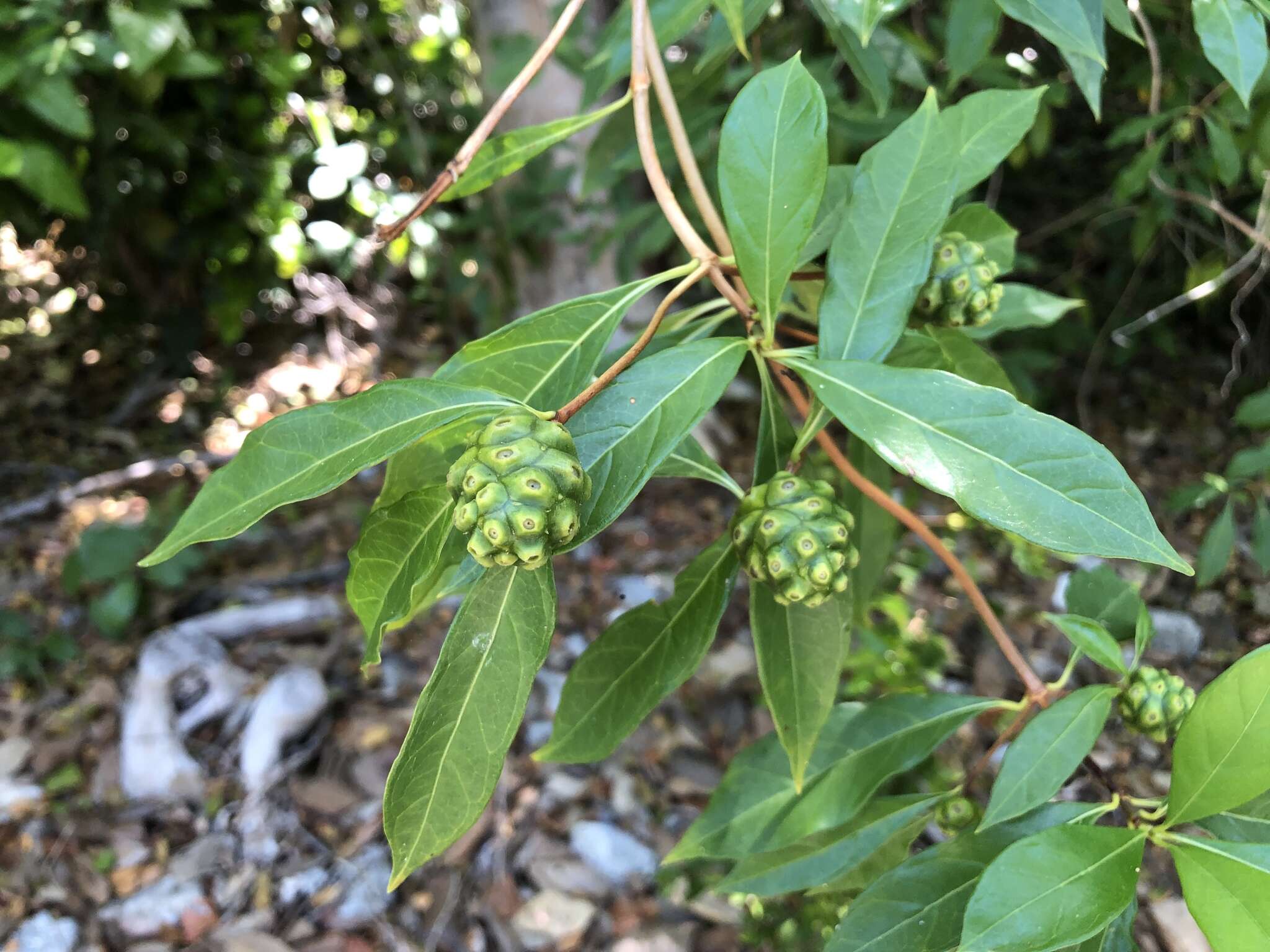 Image de Morinda royoc L.