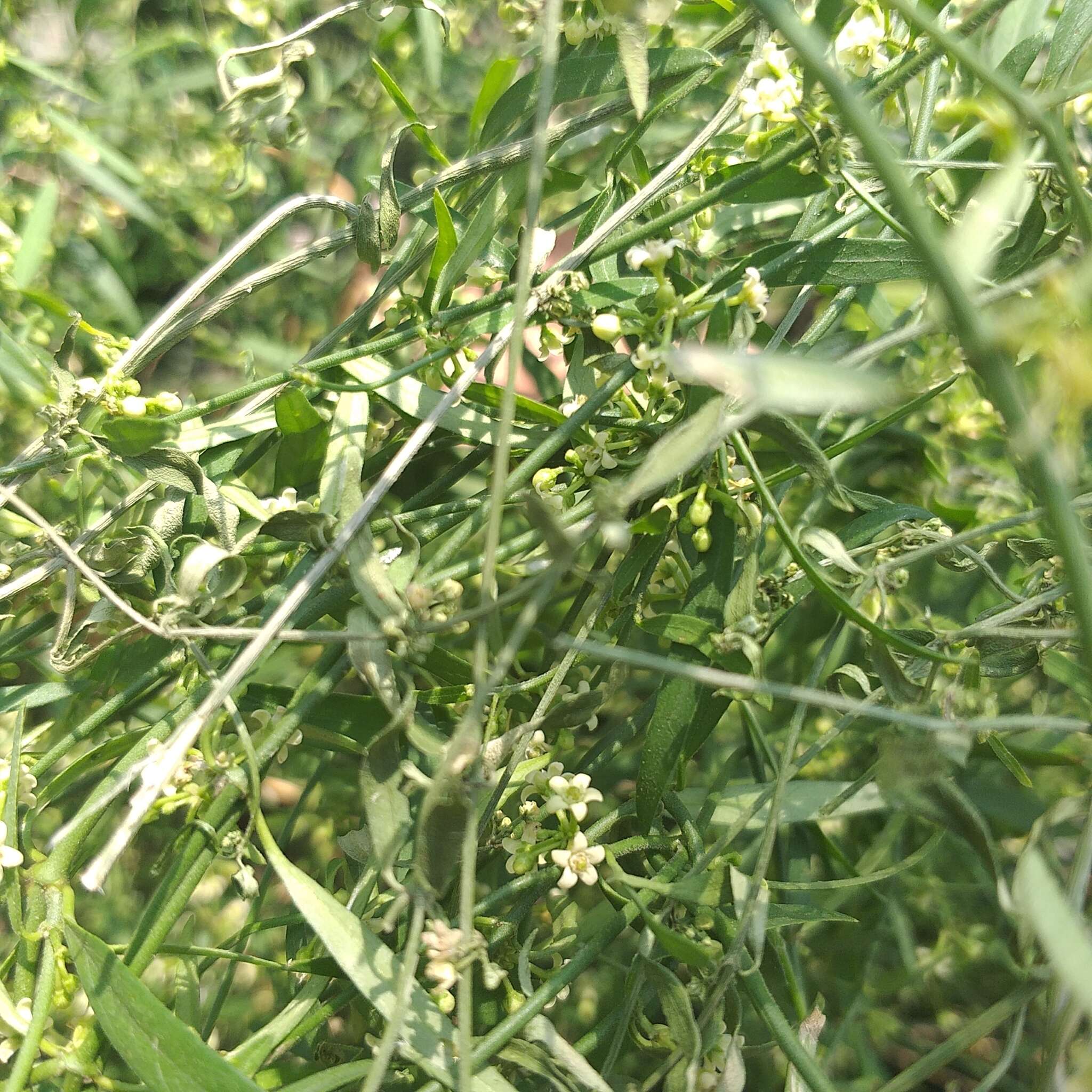 Image of Wiggins' swallow-wort