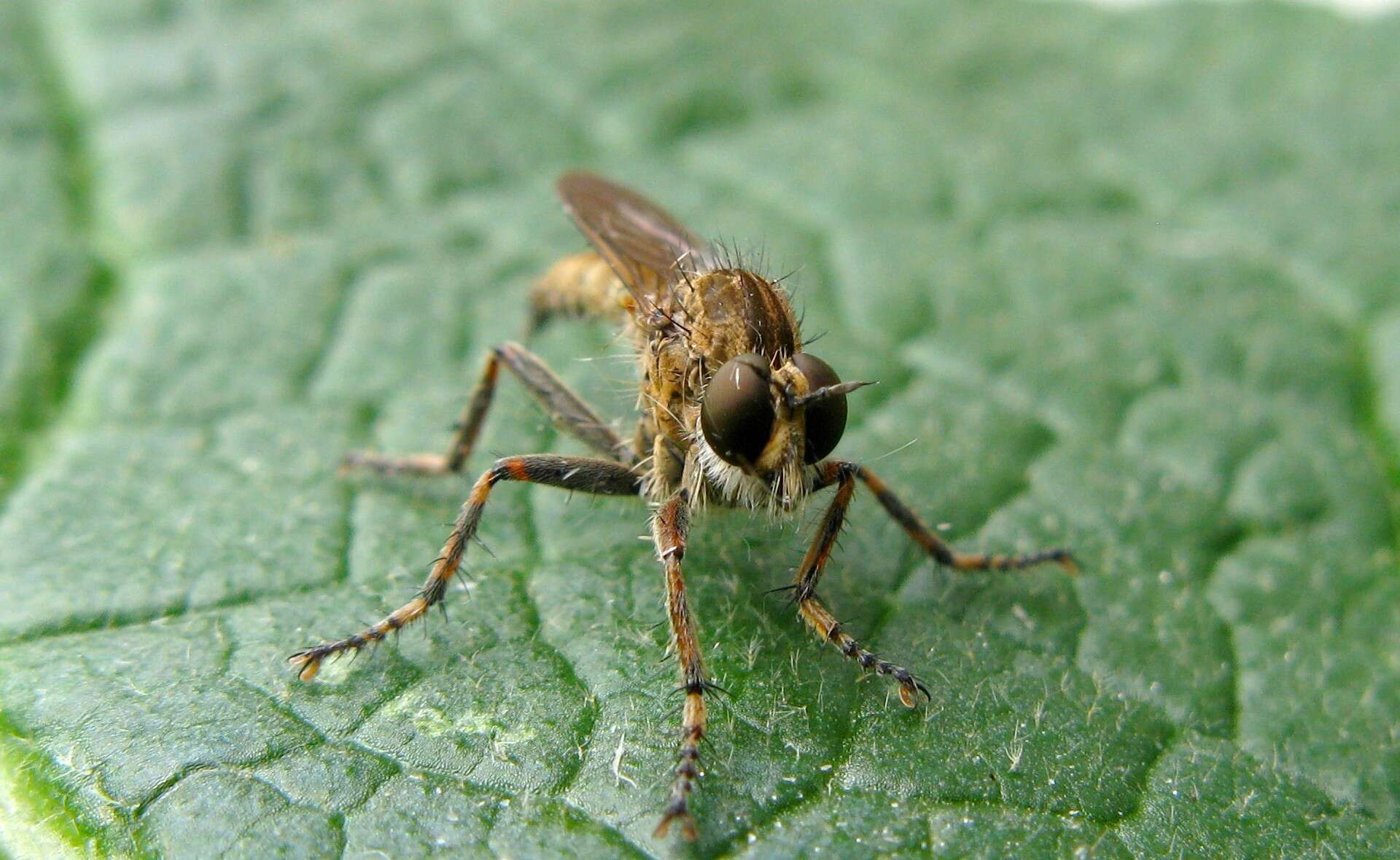 Image of <i>Tolmerus cingulatus</i>