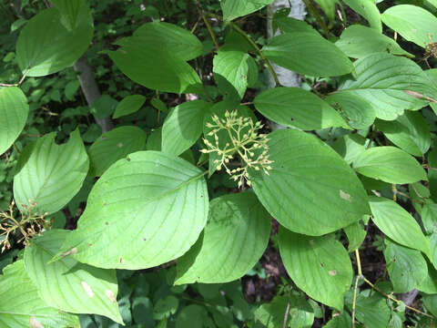 Image of roundleaf dogwood