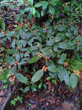 Image of Miconia ceramicarpa (DC.) Cogn.