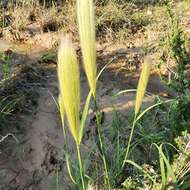 Image of false Rhodes grass