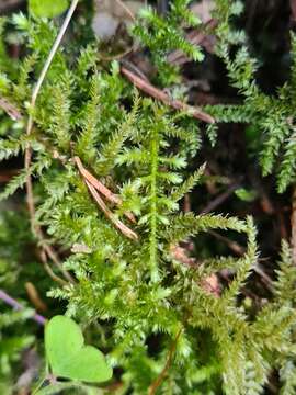 Слика од Eurhynchium