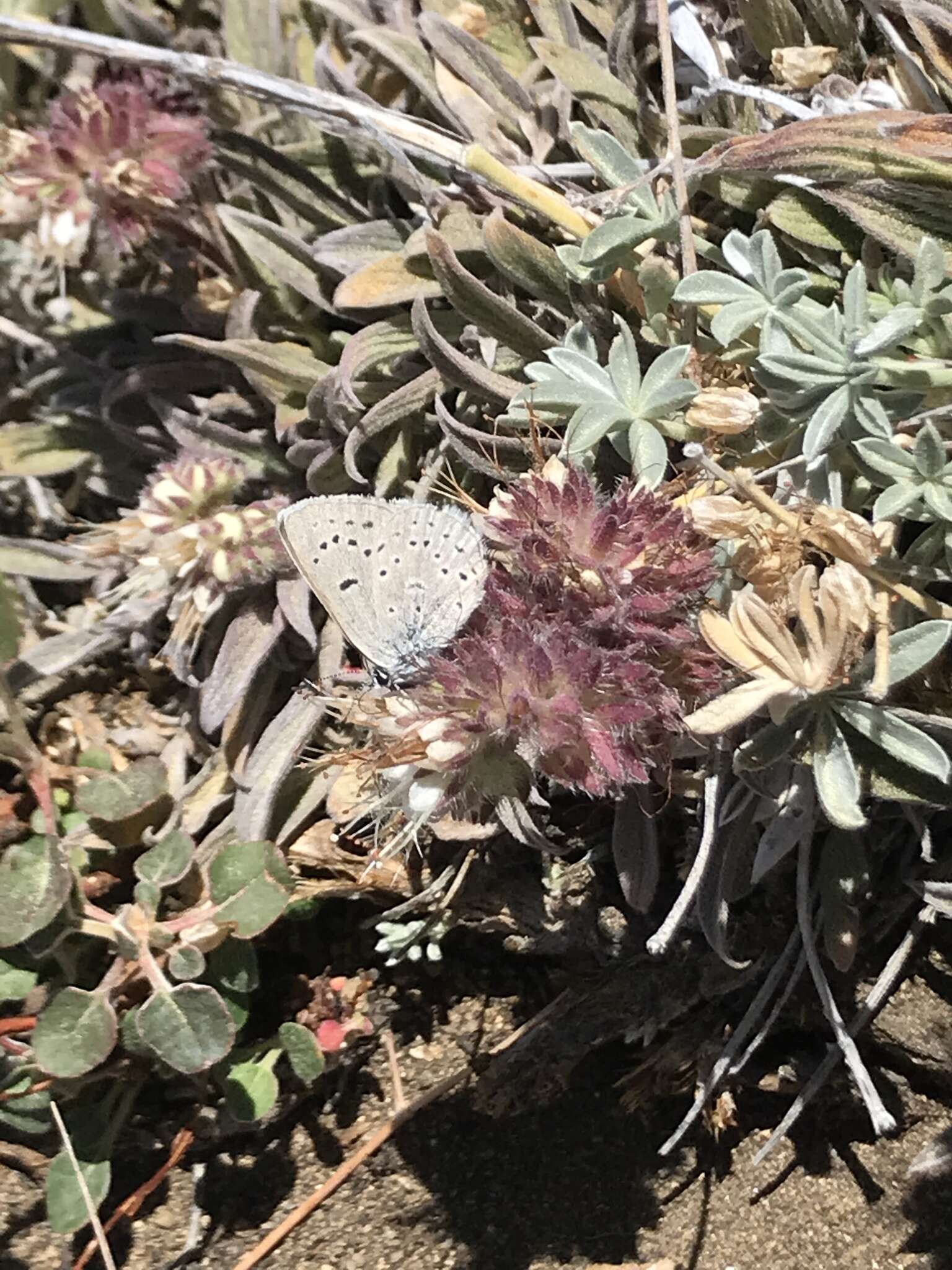 Image of <i>Icaricia icarioides evius</i>