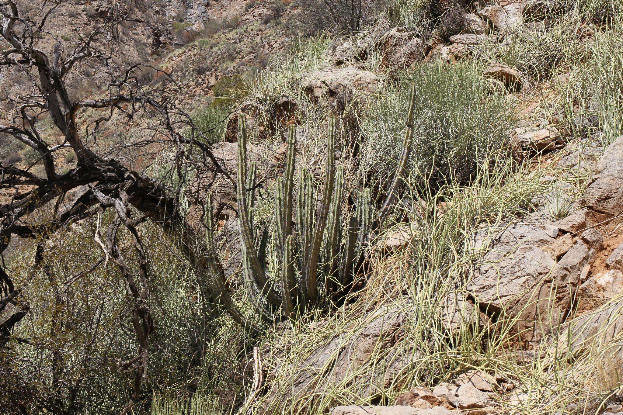 Image of Euphorbia avasmontana Dinter