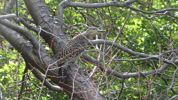 Image of Chilean Flicker