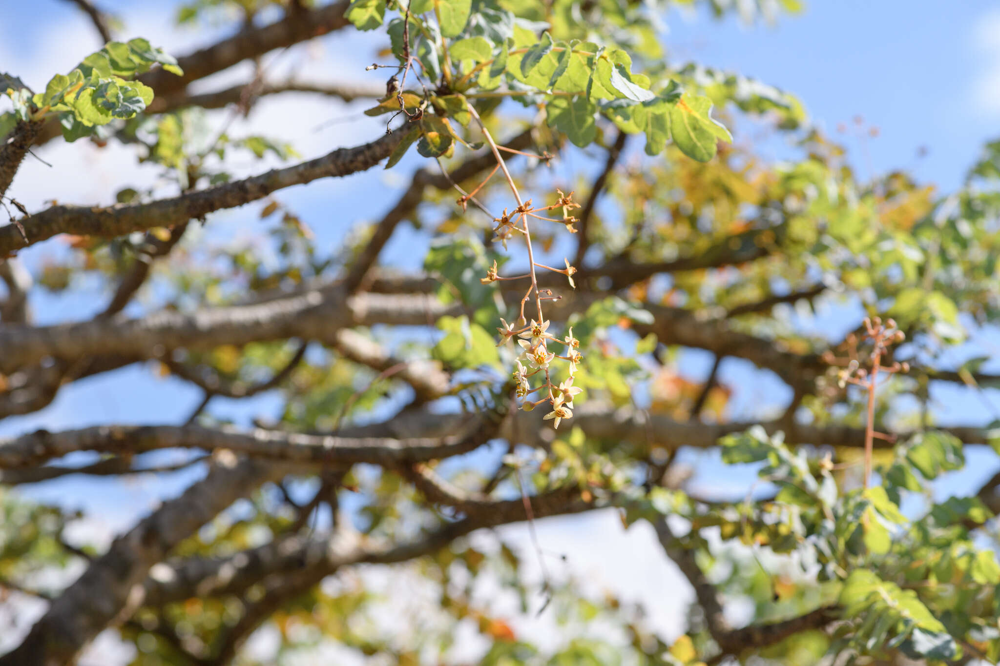 Plancia ëd Boswellia dioscoridis Thulin