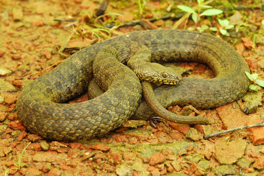 Image of Narrowhead Garter Snake