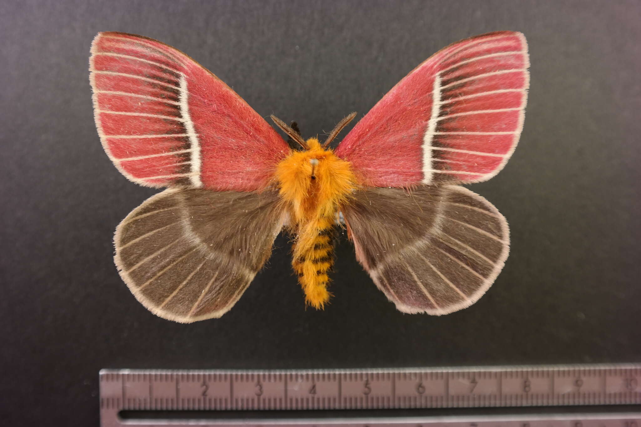 Image of Pseudodirphia menander (Druce 1886)