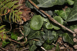 Image of Horizontal navelwort