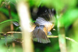 Image of Bower's Shrike-thrush