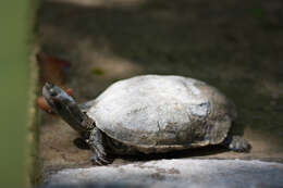 Image of Balkan pond turtle