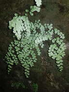 Image of fragile maidenhair