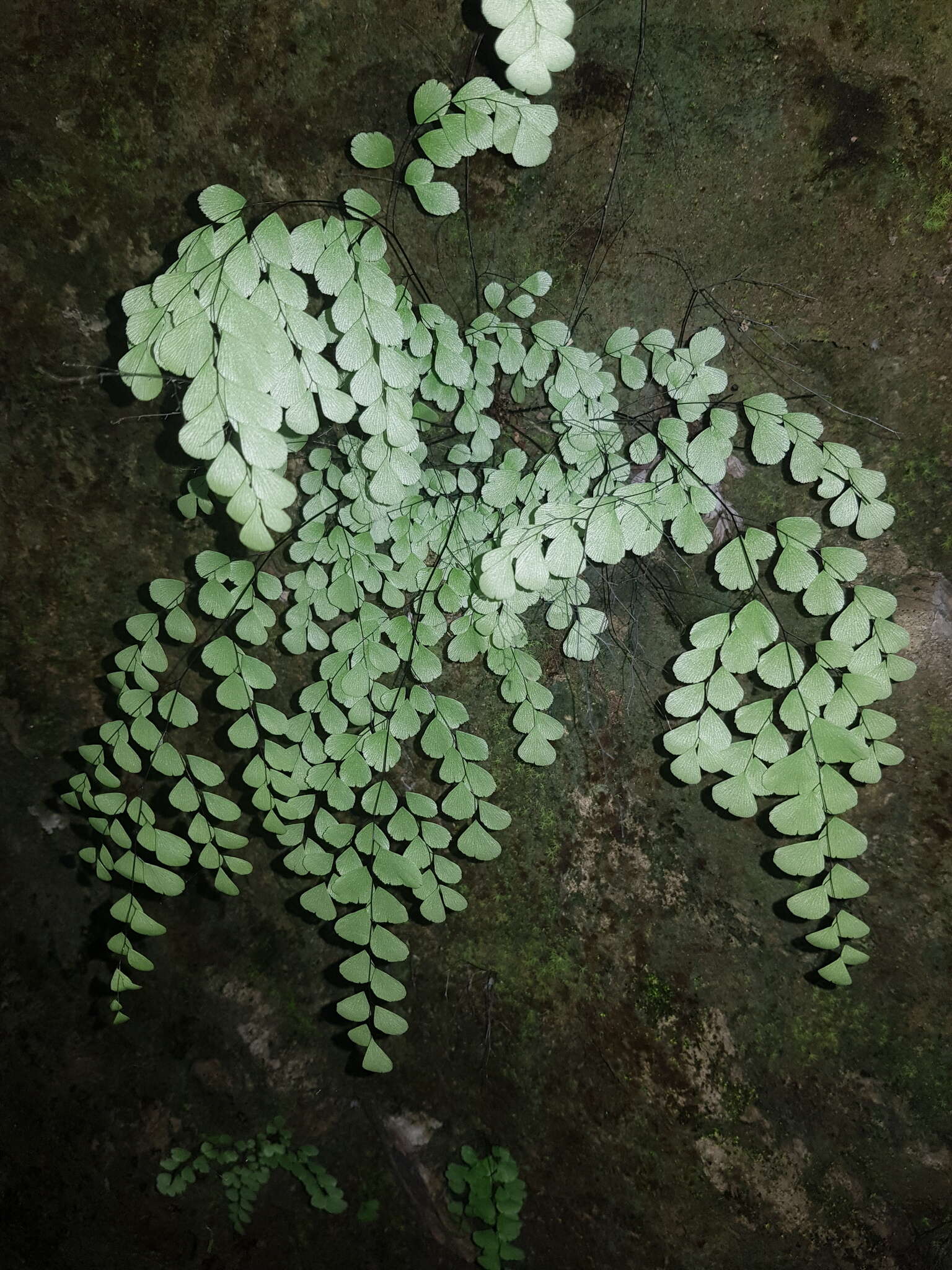 Adiantum fragile Sw.的圖片