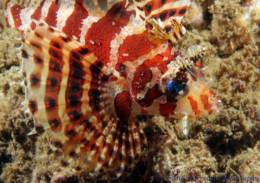 Image of Dwarf lionfish