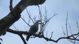 Image of Pinon Imperial-pigeon