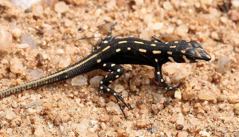 Image of Bushveld Lizard