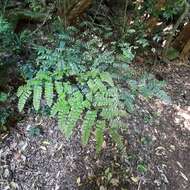 Image of Adiantum mathewsianum Hook.