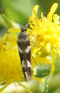 Image of Banded Scythris