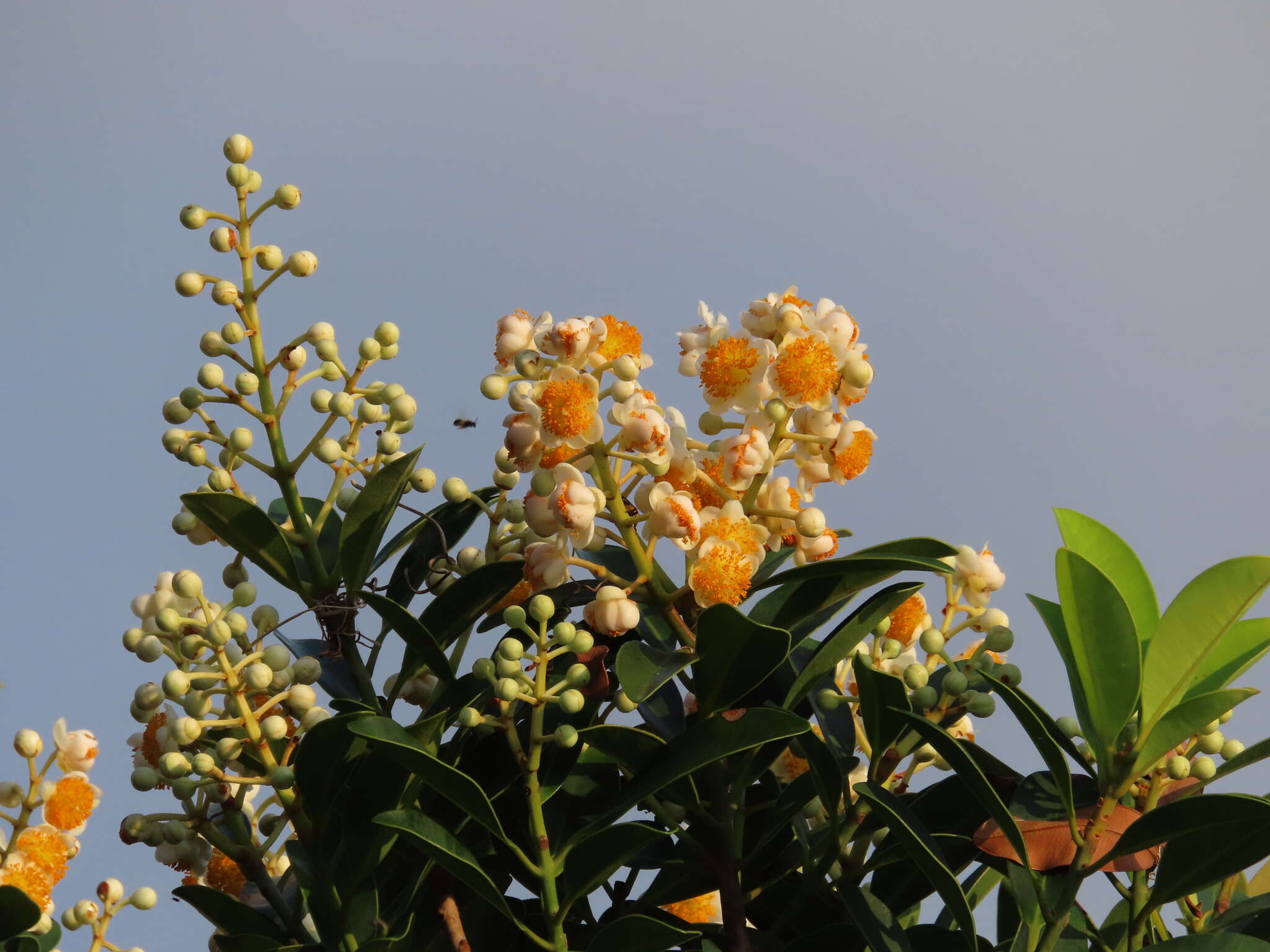 Image of Calophyllum blancoi Planch. & Triana