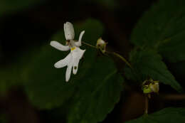 Image of Impatiens bequaertii De Wild.