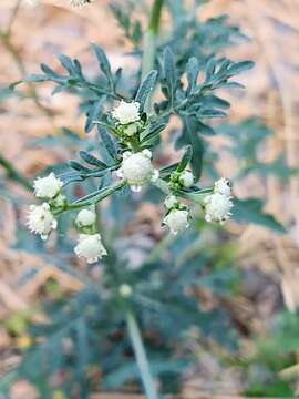 Image of Parthenium bipinnatifidum (Ortega) Rollins