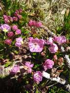 Image of Kalmia microphylla (Hook.) A. Heller