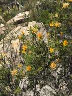 Image of Chuquiraga parviflora (Griseb.) Hieron.