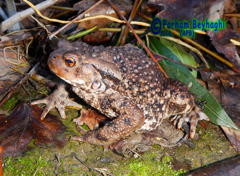 Image of Eichwald's Toad