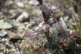 Image of Hippomarathrum dichotomum (Pall. ex Bieb.) Link