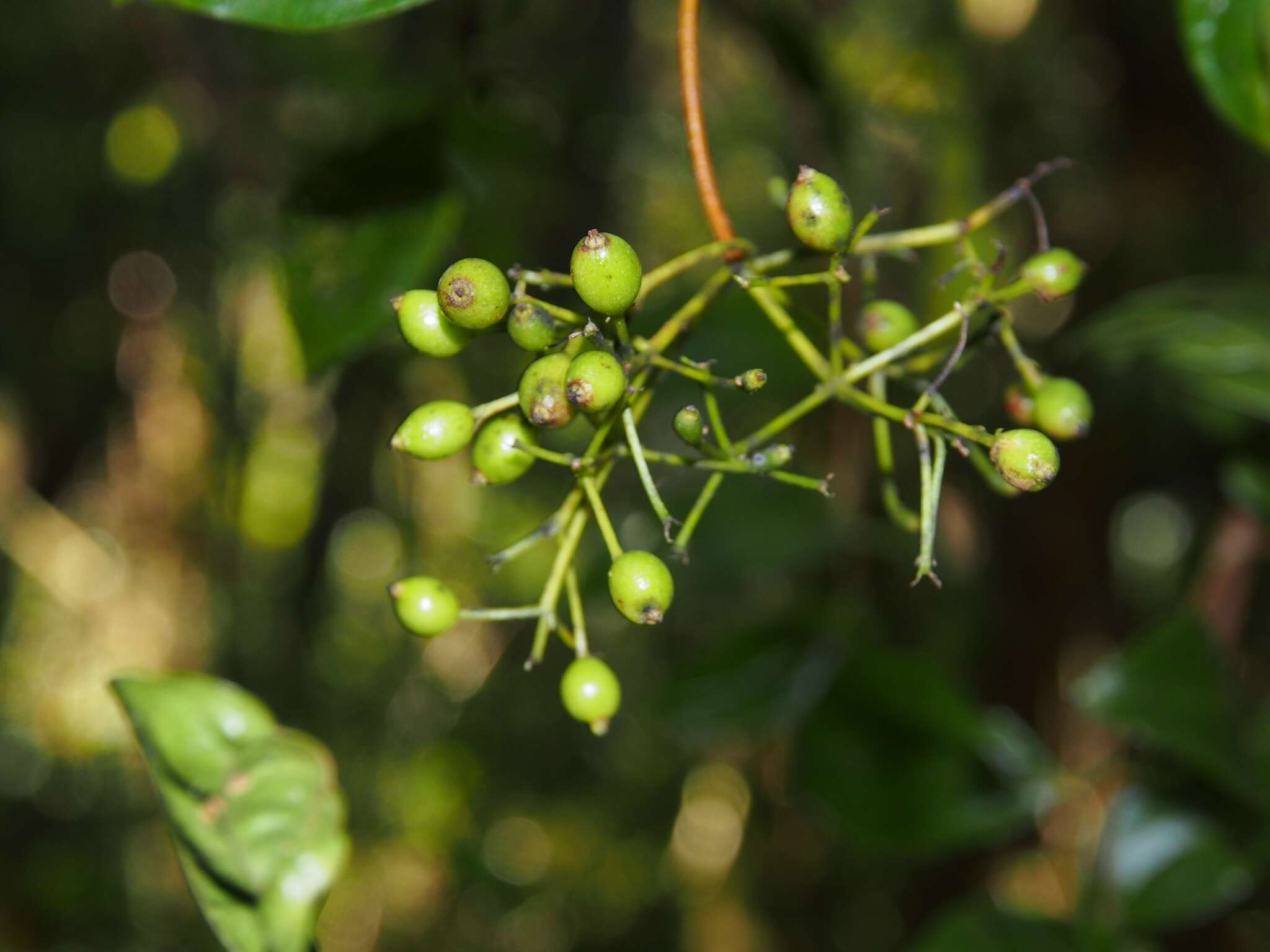 Image of Viburnum venustum Morton