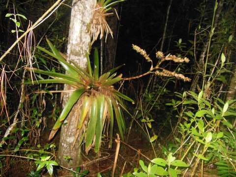 Image of Werauhia werckleana (Mez) J. R. Grant