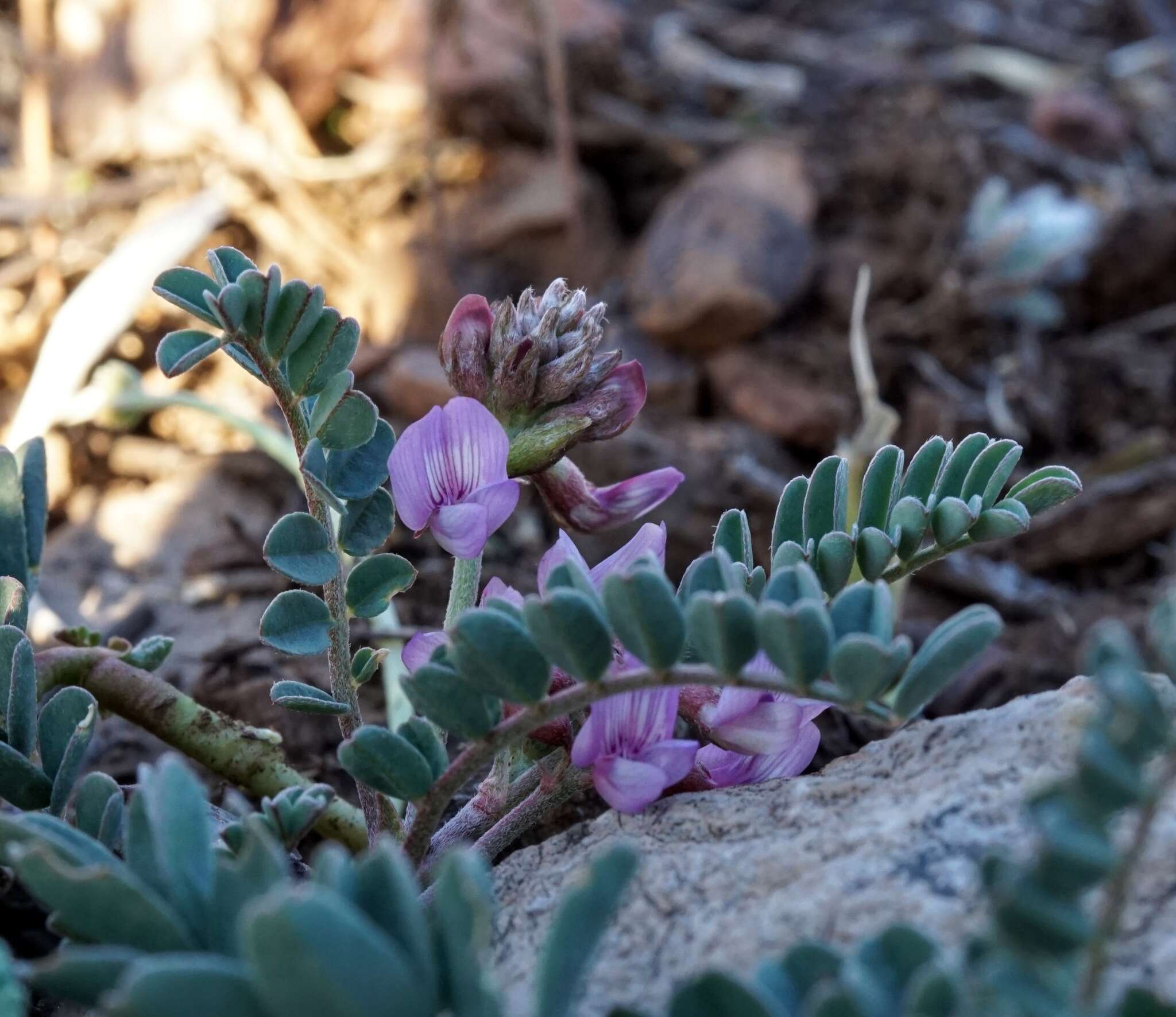 Image of copper mine milkvetch