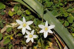 Image of Ornithogalum divergens Boreau