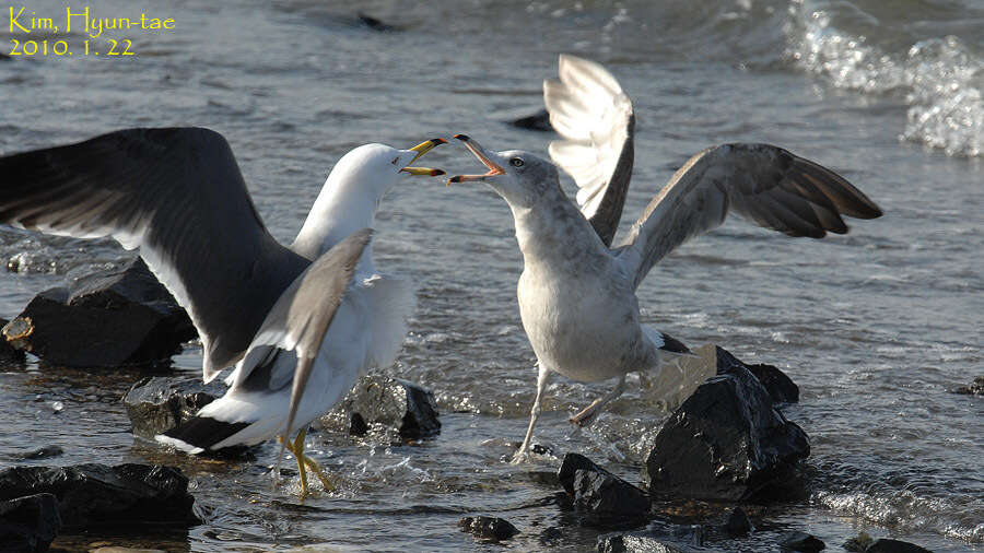 Image of Black-tailed Gull