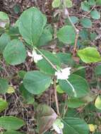 Imagem de Lonicera fragrantissima Lindl. & Paxt.