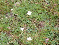 Achillea erba-rotta subsp. moschata (Wulfen) I. B. K. Richardson resmi