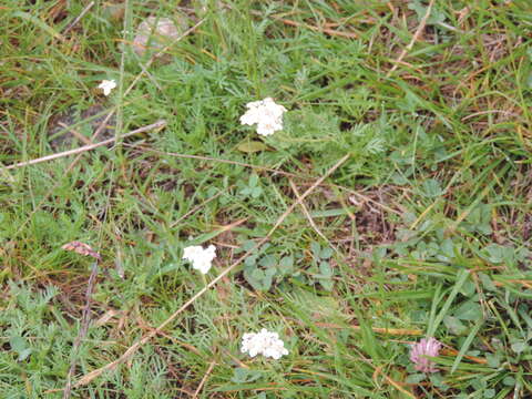 Image of Achillea erba-rotta subsp. moschata (Wulfen) I. B. K. Richardson