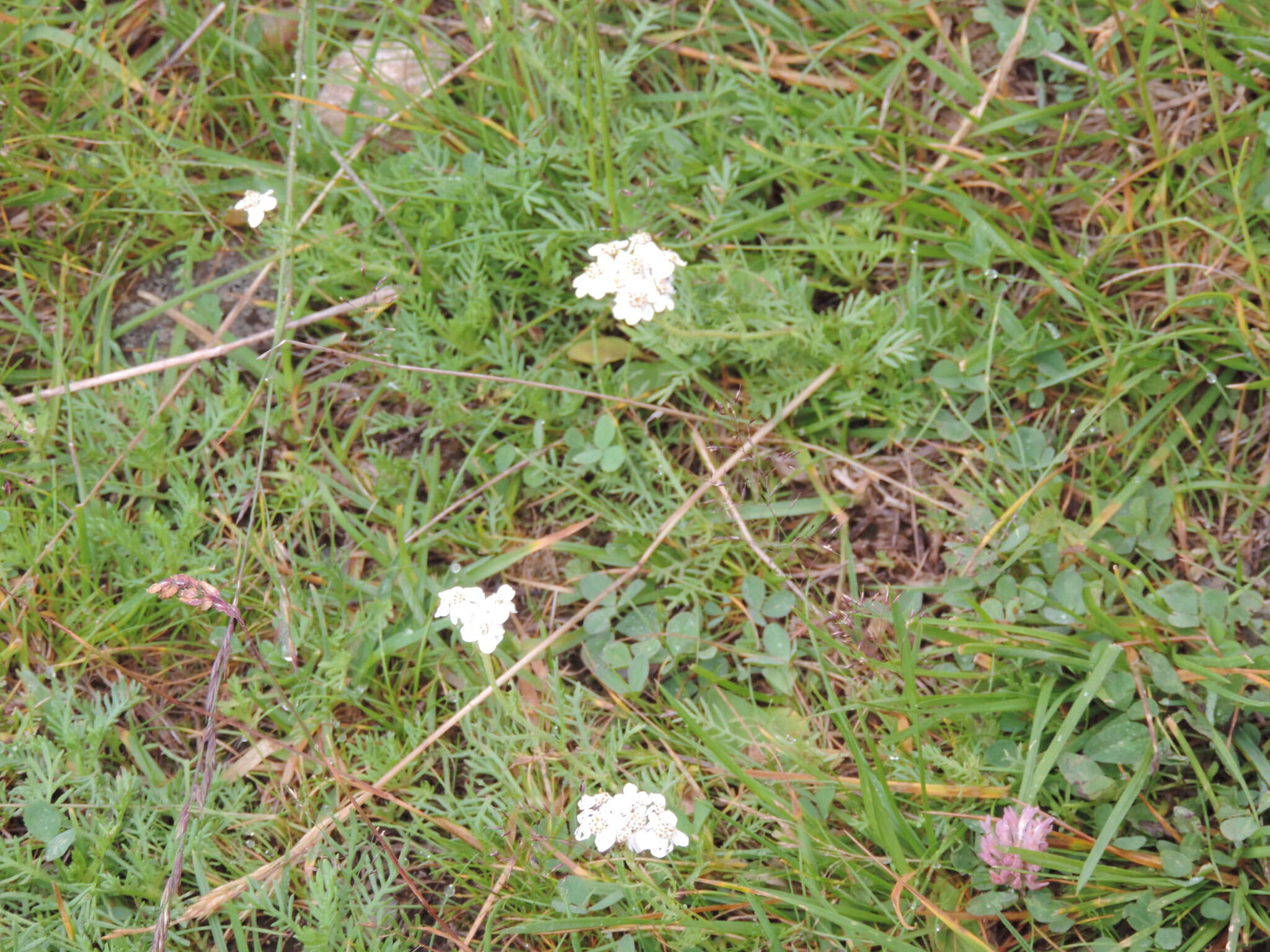 صورة Achillea erba-rotta subsp. moschata (Wulfen) I. B. K. Richardson